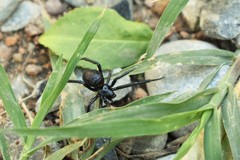 Steatoda paykulliana