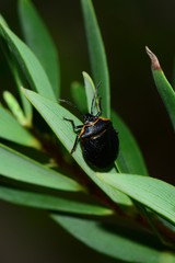 Antestiopsis cederwaldi