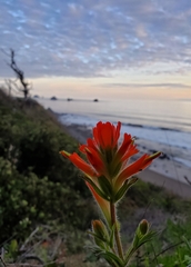 Castilleja litoralis