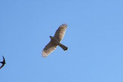 Accipiter nisus