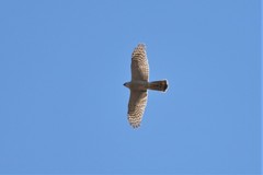 Accipiter nisus