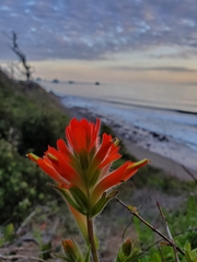 Castilleja litoralis