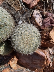 Coryphantha recurvata recurvata
