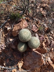 Coryphantha recurvata recurvata