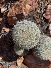 Coryphantha recurvata recurvata