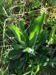 Pilosella aurantiaca