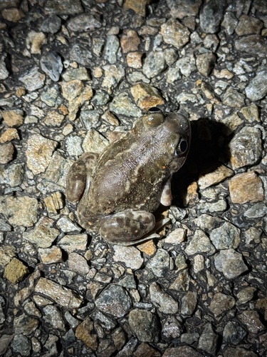 Plains Spadefoot