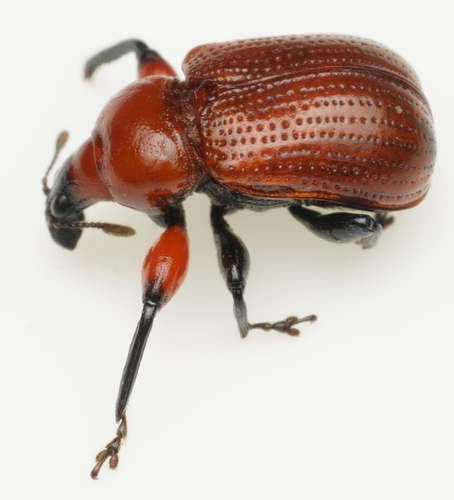 Henicolabus lewisi