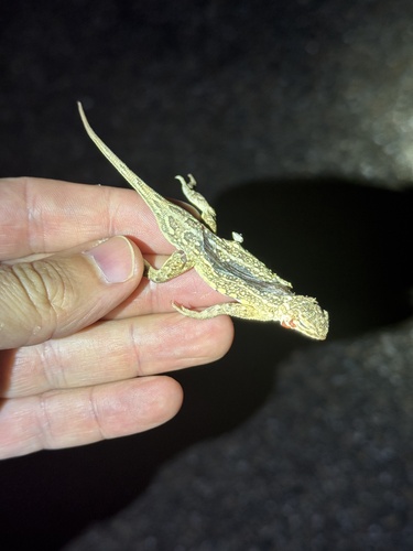 Western Earless Lizard