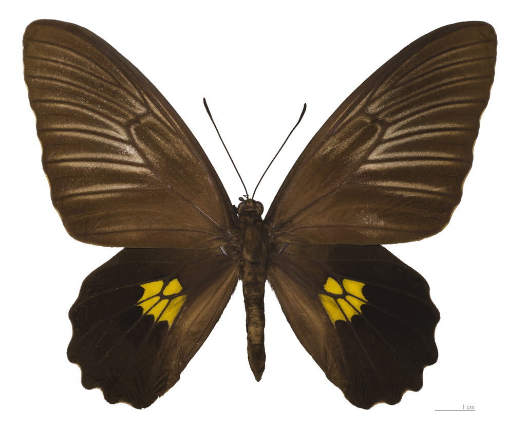 Troides staudingeri