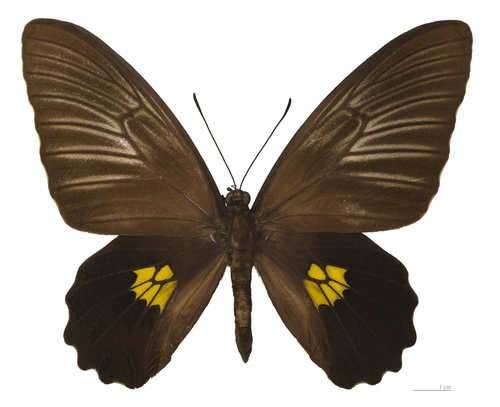 Troides staudingeri