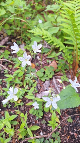 Cerastium pauciflorum, photograph 5