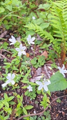 Cerastium pauciflorum, photograph (c) Violetta Dzizyurova, some rights reserved (CC BY)