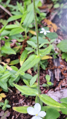 Cerastium pauciflorum, photograph 6