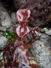 Constantinea rosa-marina