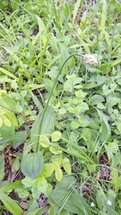 Allium ochotense, photograph (c) Violetta Dzizyurova, some rights reserved (CC BY)