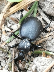 Cychrus caraboides