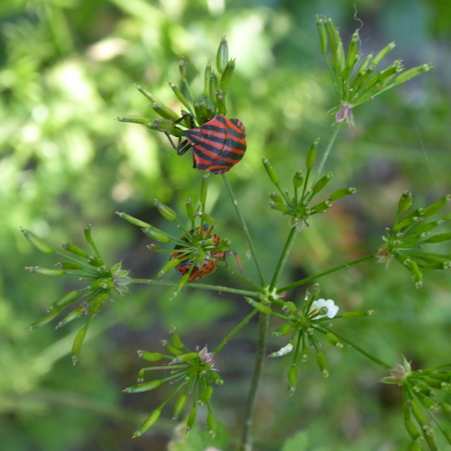 Continental Striped Shield Bug