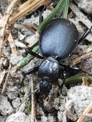 Cychrus caraboides