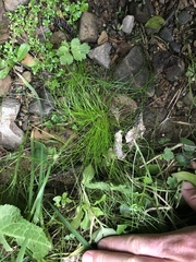 Isolepis reticularis