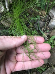 Isolepis reticularis