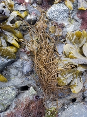 Melanosiphon intestinalis