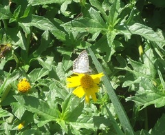 Burnsius orcus