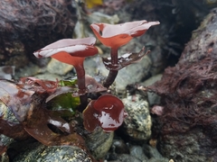 Constantinea rosa-marina