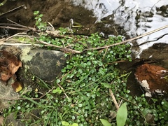 Epilobium nerteroides