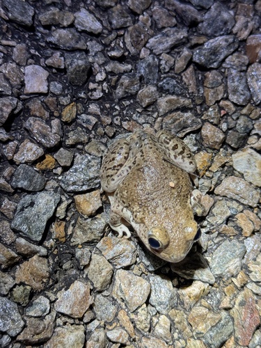 Mexican Spadefoot