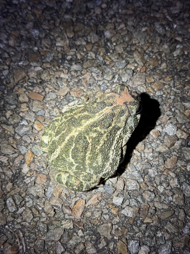 Great Plains Toad