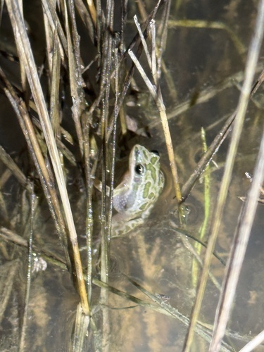 Spotted Chorus Frog