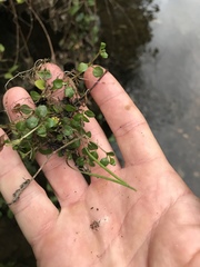 Epilobium nerteroides