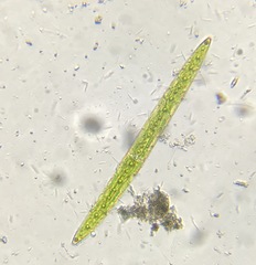 Closterium acerosum