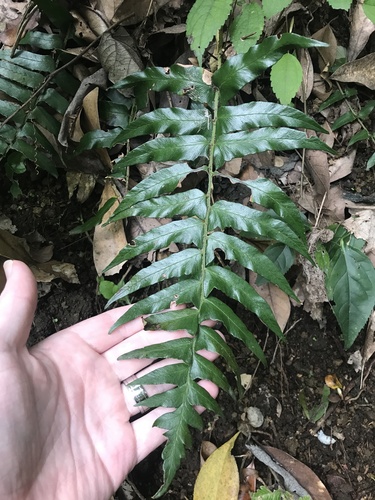 Polystichum lepidocaulon, photograph 3
