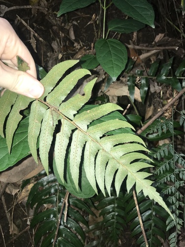 Polystichum lepidocaulon, photograph 1