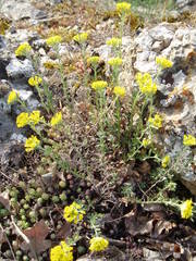 Alyssum trichostachyum