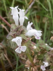 Lamium bifidum