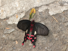 Byasa polyeuctes termessus