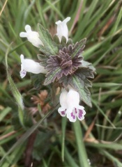 Lamium bifidum