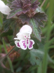 Lamium bifidum