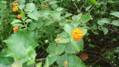 Lantana tiliaefolia