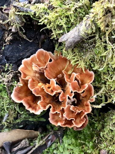 Wine Glass Fungus