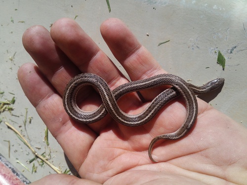 Photo of a Lined Snake (Tropidoclonion lineatum)