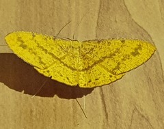 Eumelea rosalia