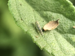 Eupteryx decemnotata