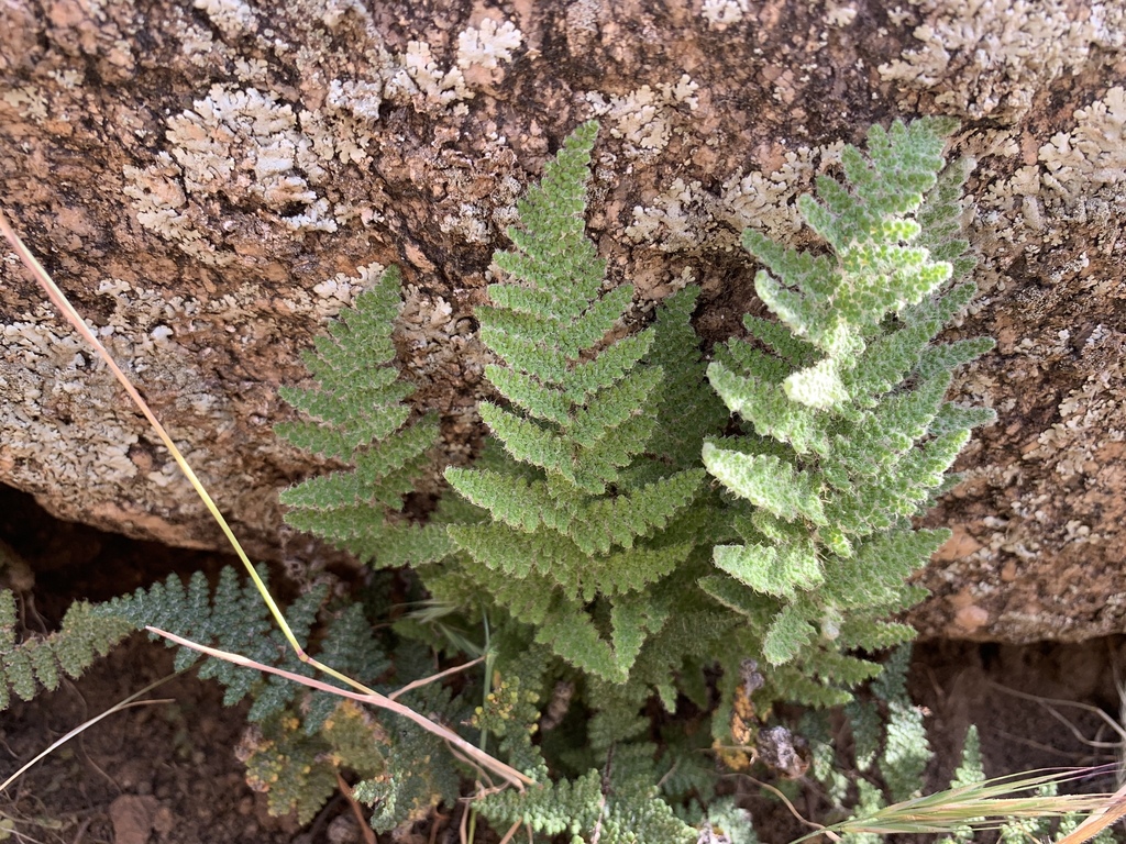 Yavapai lip fern