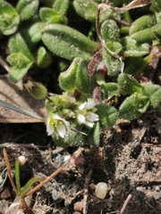 Cerastium holosteoides