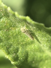 Eupteryx decemnotata