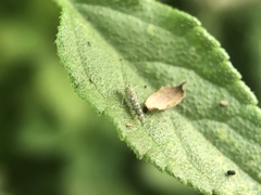 Eupteryx decemnotata